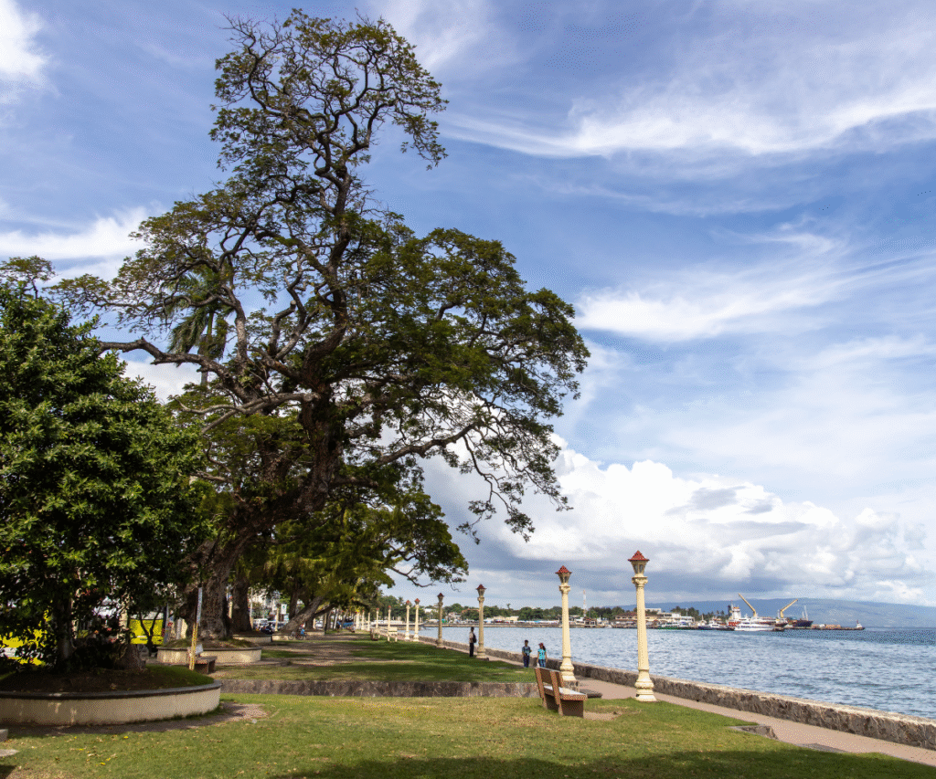 Seaside promenade with large tree and ocean view in Dumaguete, Philippines